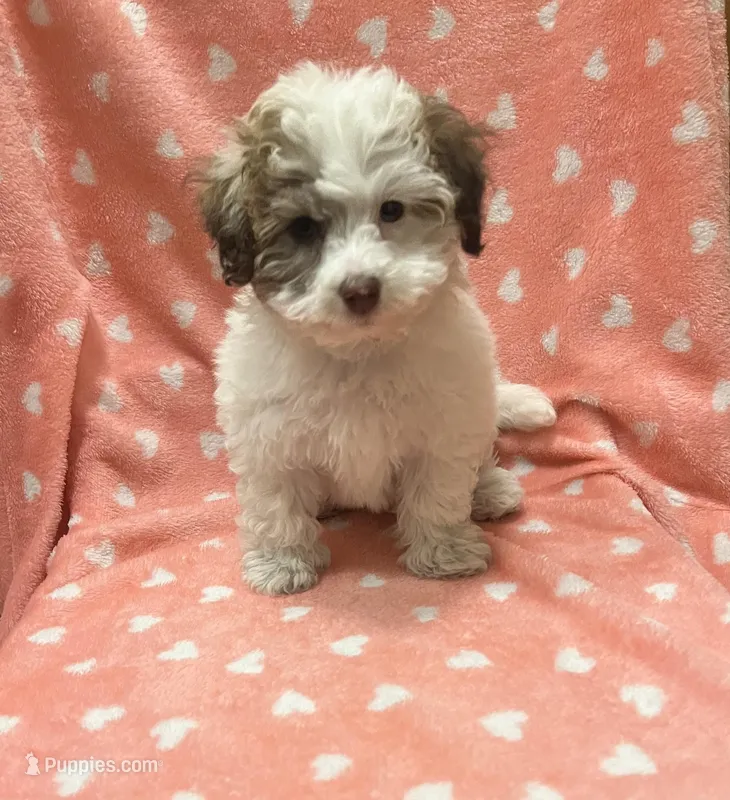 MILWAUKEE AREA GIRL READY, a female Cavapoo for sale in Brookfield, WI – Photo 1 of 6