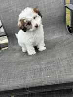 MILWAUKEE AREA GIRL READY, a female Cavapoo for sale in Brookfield, WI – Photo 5 of 6
