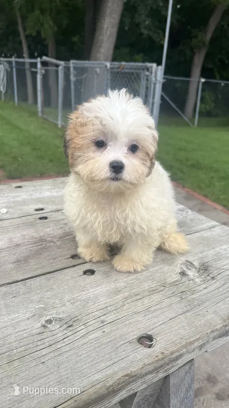 BUSTER BOY – Shichon puppy for sale in Brookfield, WI