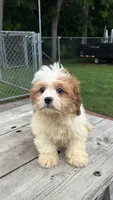 COCO PUPPY, a male Shih Tzu for sale in Brookfield, WI – 2 of 2