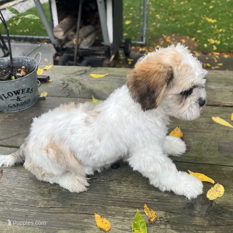 MAX – Shichon puppy for sale in Brookfield, WI