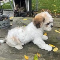 MAX, a male Shichon for sale in Brookfield, WI – 1 of 3