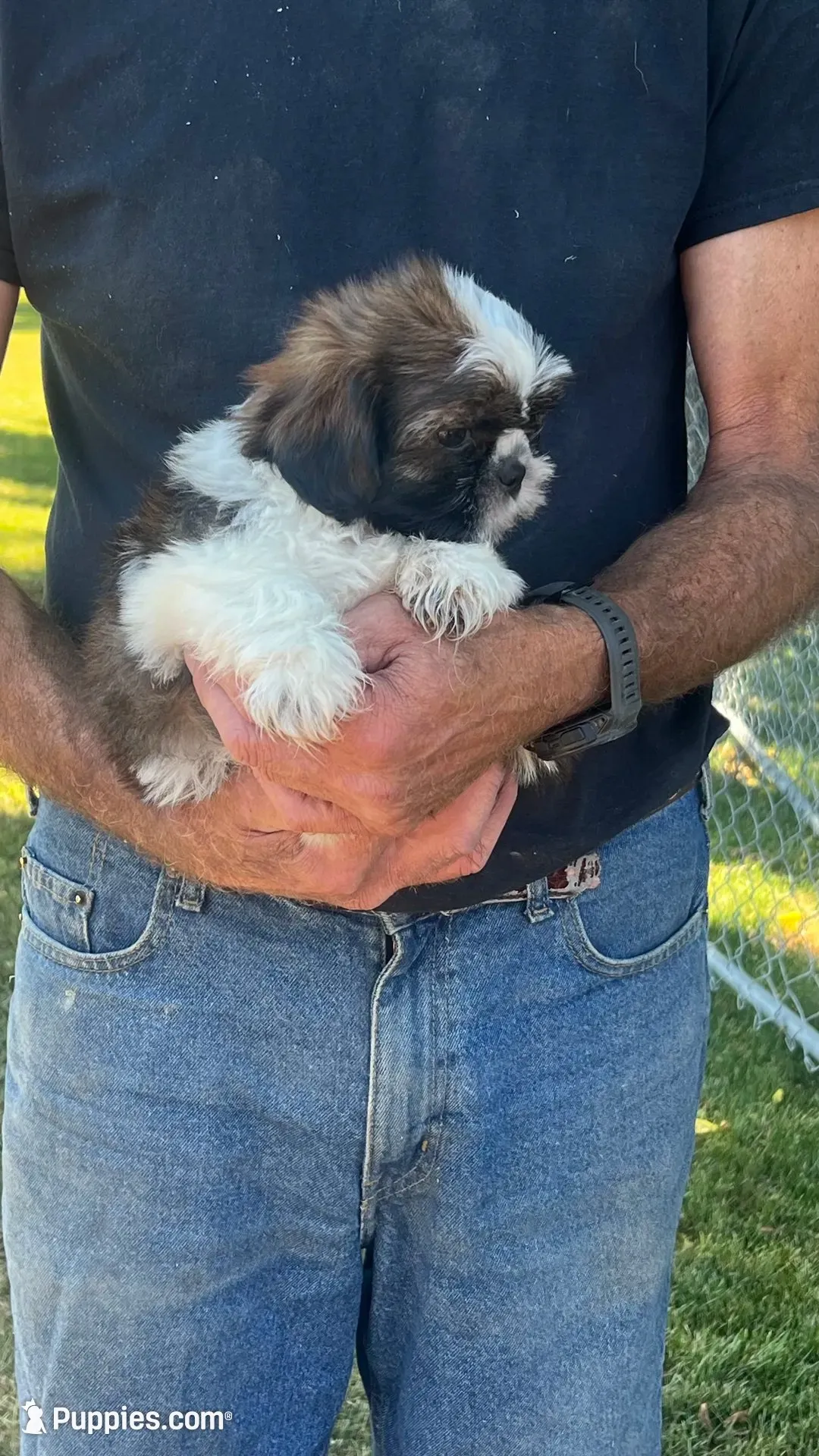 BROOKFIELD (BUSTER) AKC registered boy, a male Shih Tzu for sale in Brookfield, WI – 6 of 7