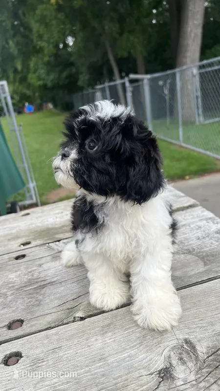 BROOKFIELD GIRL ROSE SHICHON  – Shih Tzu puppy for sale in Brookfield, WI