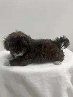 MILWAUKEE AREA BOY READY, a male Shihpoo for sale in Brookfield, WI – Photo 2 of 2