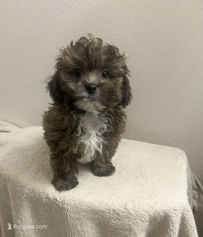 MILWAUKEE AREA BOY READY – Shihpoo puppy for sale in Brookfield, WI