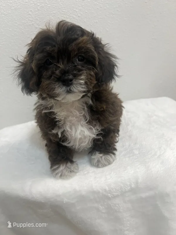 MILWAUKEE AREA BOY READY – Shihpoo puppy for sale in Brookfield, WI