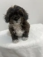 MILWAUKEE AREA BOY READY, a male Shihpoo for sale in Brookfield, WI – Photo 1 of 2