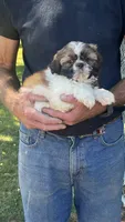 BROOKFIELD (TEDDY) AKC registered boy, a male Shih Tzu for sale in Brookfield, WI – 2 of 4