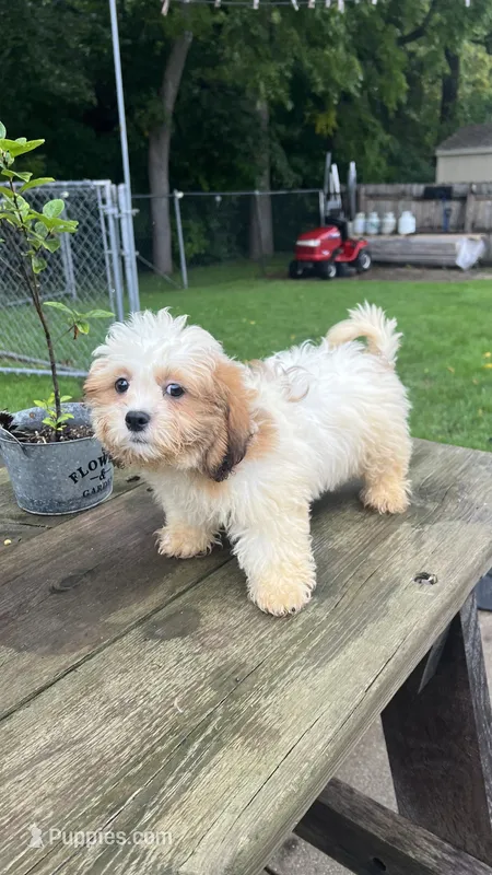 TEDDY BOY – Shichon puppy for sale in Brookfield, WI