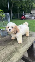 TEDDY BOY, a male Shichon for sale in Brookfield, WI – 1 of 1