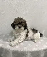 MILWAUKEE AREA BOY READY, a male Shih Tzu for sale in Brookfield, WI – Photo 1 of 4