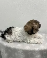 MILWAUKEE AREA BOY READY, a male Shih Tzu for sale in Brookfield, WI – Photo 3 of 4