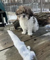 MILWAUKEE AREA BOY READY, a male Shih Tzu for sale in Brookfield, WI – Photo 4 of 4