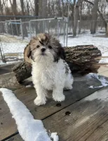 MILWAUKEE AREA BOY READY, a male Shih Tzu for sale in Brookfield, WI – Photo 2 of 4