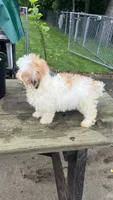 BUSTER BOY, a male Shichon for sale in Brookfield, WI – 3 of 3