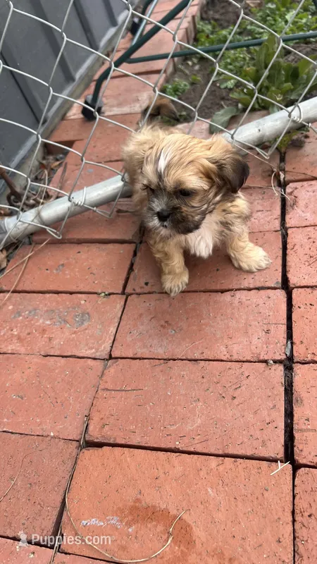 MILWAUKEE AREA BOY READY – Shichon puppy for sale in Brookfield, WI