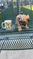 MILWAUKEE AREA BOY READY, a male Shichon for sale in Brookfield, WI – Photo 1 of 3