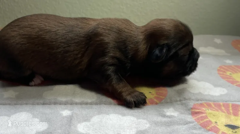 JASPER – Shih Tzu puppy for sale in Brookfield, WI
