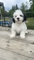 FREDDIE BOY BROOKFIELD, a male Shichon for sale in Brookfield, WI – 3 of 3