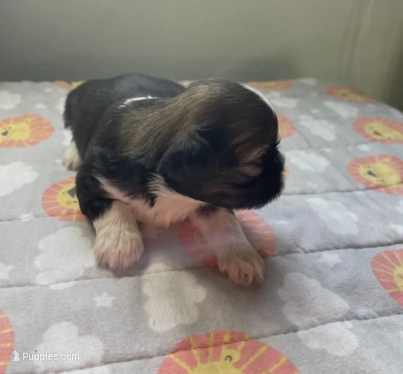 WALTER  – Shih Tzu puppy for sale in Brookfield, WI