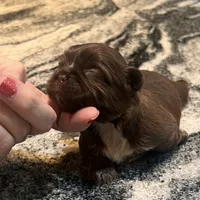 BROOKFIELD COCO GIRL, a female Shih Tzu for sale in Brookfield, WI – 3 of 4