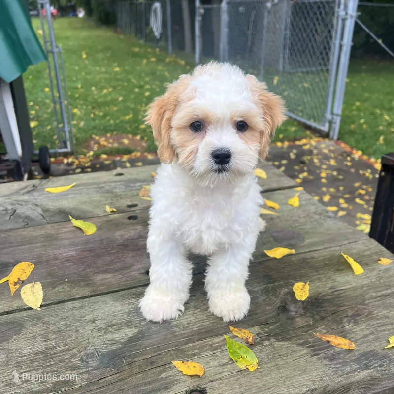 TEDDY – Shichon puppy for sale in Brookfield, WI