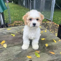 TEDDY, a male Shichon for sale in Brookfield, WI – 1 of 3