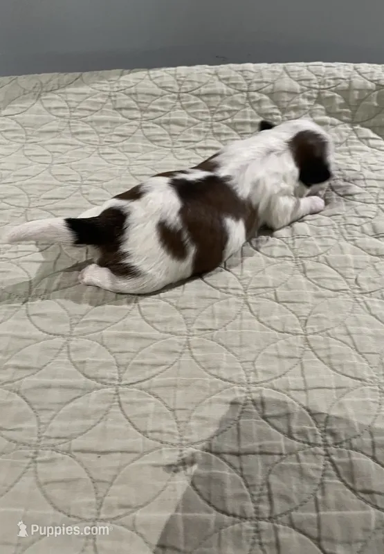 BROOKFIELD BOY – Shih Tzu puppy for sale in Brookfield, WI