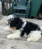BROOKFIELD BOY CHARLIE SHICHON , a male Shih Tzu for sale in Brookfield, WI – 3 of 3