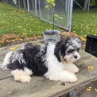 ROSE, a female Shichon for sale in Brookfield, WI – 2 of 3