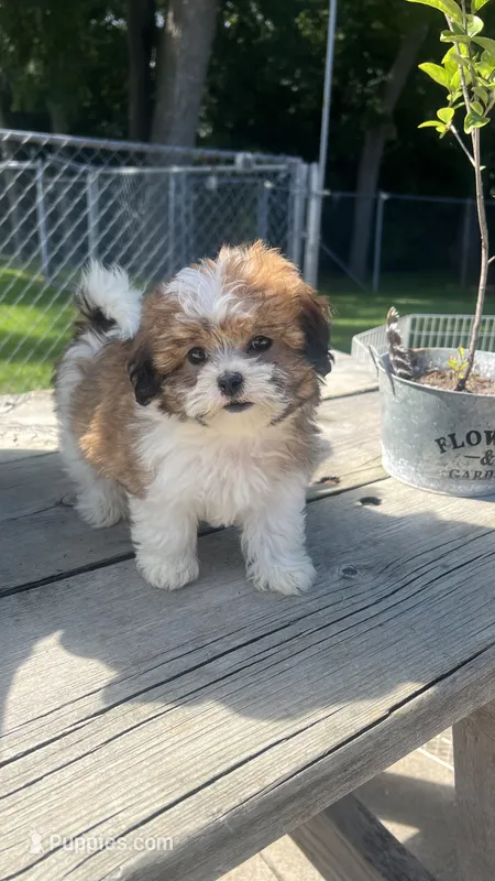 BROOKFIELD GIRL ROSE SHICHON  – Shih Tzu puppy for sale in Brookfield, WI