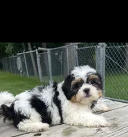 Brookfield boy, buddy Shichon, a male Shih Tzu for sale in Brookfield, WI – 2 of 2