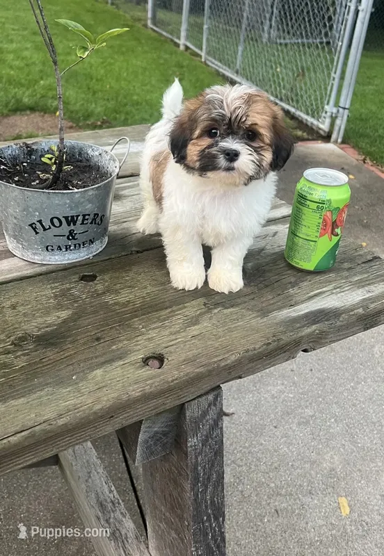 BROOKFIELD BOY BUDDY SHICHON – Shih Tzu puppy for sale in Brookfield, WI