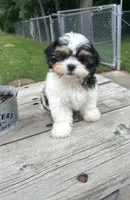 Brookfield Boy Teddy, a male Shih Tzu for sale in Brookfield, WI – 1 of 3