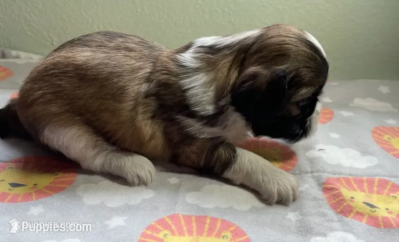 OLIVER  – Shih Tzu puppy for sale in Brookfield, WI