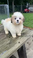 BUSTER BOY, a male Shichon for sale in Brookfield, WI – 1 of 3