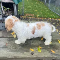 TEDDY, a male Shichon for sale in Brookfield, WI – 2 of 3