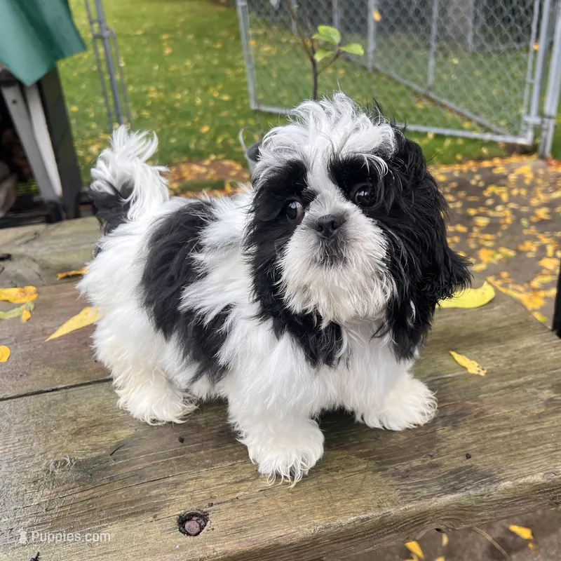 DALE – Shih Tzu puppy for sale in Brookfield, WI