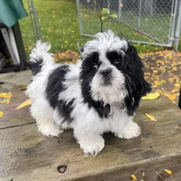 DALE, a male Shih Tzu for sale in Brookfield, WI – 1 of 3