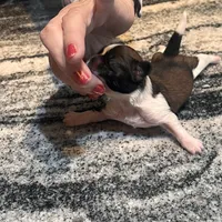 AKC OLIVER , a male Shih Tzu for sale in Brookfield, WI – 3 of 4