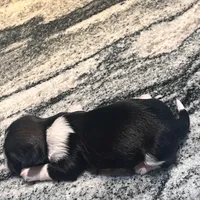 AKC WALTER , a male Shih Tzu for sale in Brookfield, WI – 2 of 5