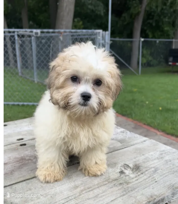 EDDIE  – Shih Tzu puppy for sale in Brookfield, WI