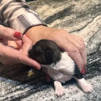 AKC WALTER , a male Shih Tzu for sale in Brookfield, WI – 3 of 5