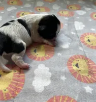 DIAMOND, a female Shih Tzu for sale in Brookfield, WI – 3 of 3