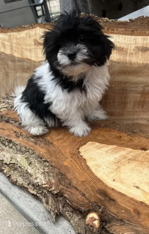 BUDDY – Shichon puppy for sale in Milwaukee, WI