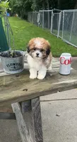 BROOKFIELD GIRL LILLY SHICHON , a female Shih Tzu for sale in Brookfield, WI – 1 of 4