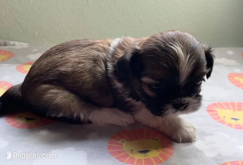 FRANK  – Shih Tzu puppy for sale in Brookfield, WI
