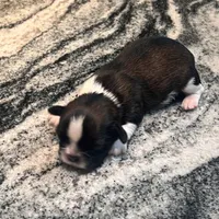 BUDDY , a male Shih Tzu for sale in Brookfield, WI – 4 of 4