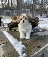 MILWAUKEE AREA BOY READY , a male Shih Tzu for sale in Brookfield, WI – Photo 3 of 5